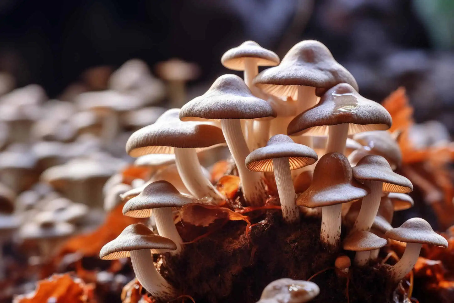 Psilocybe cubensis