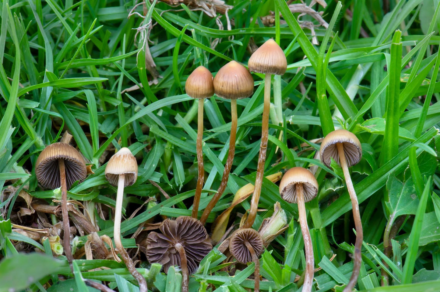 Psilocybe cubensis