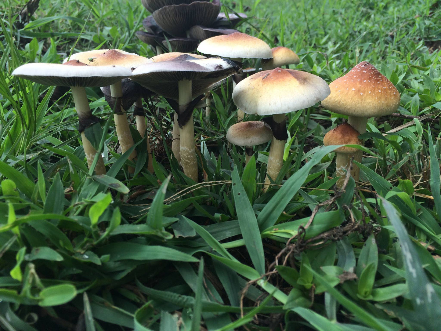 Psilocybe cubensis