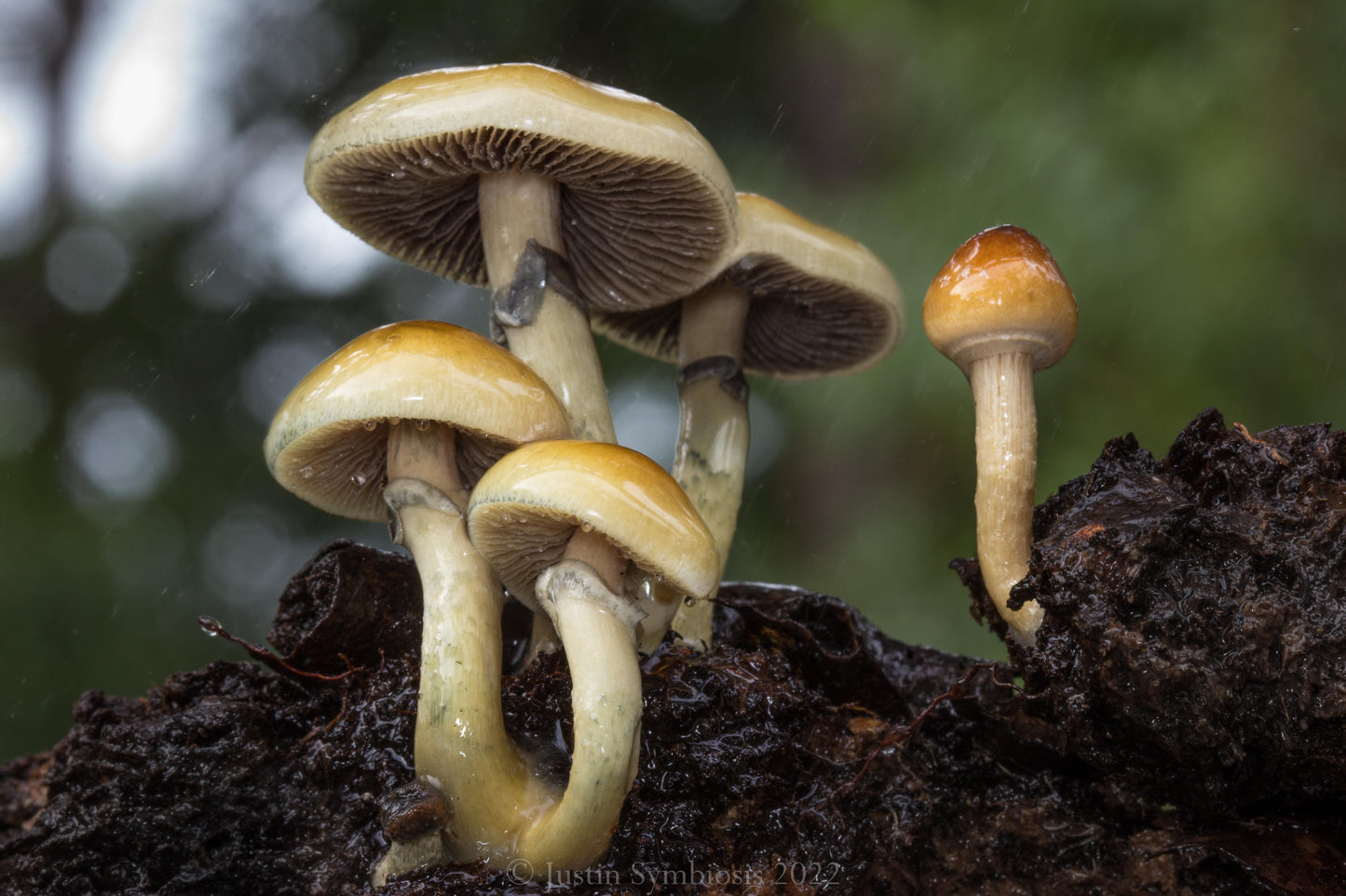 Psilocybe cubensis