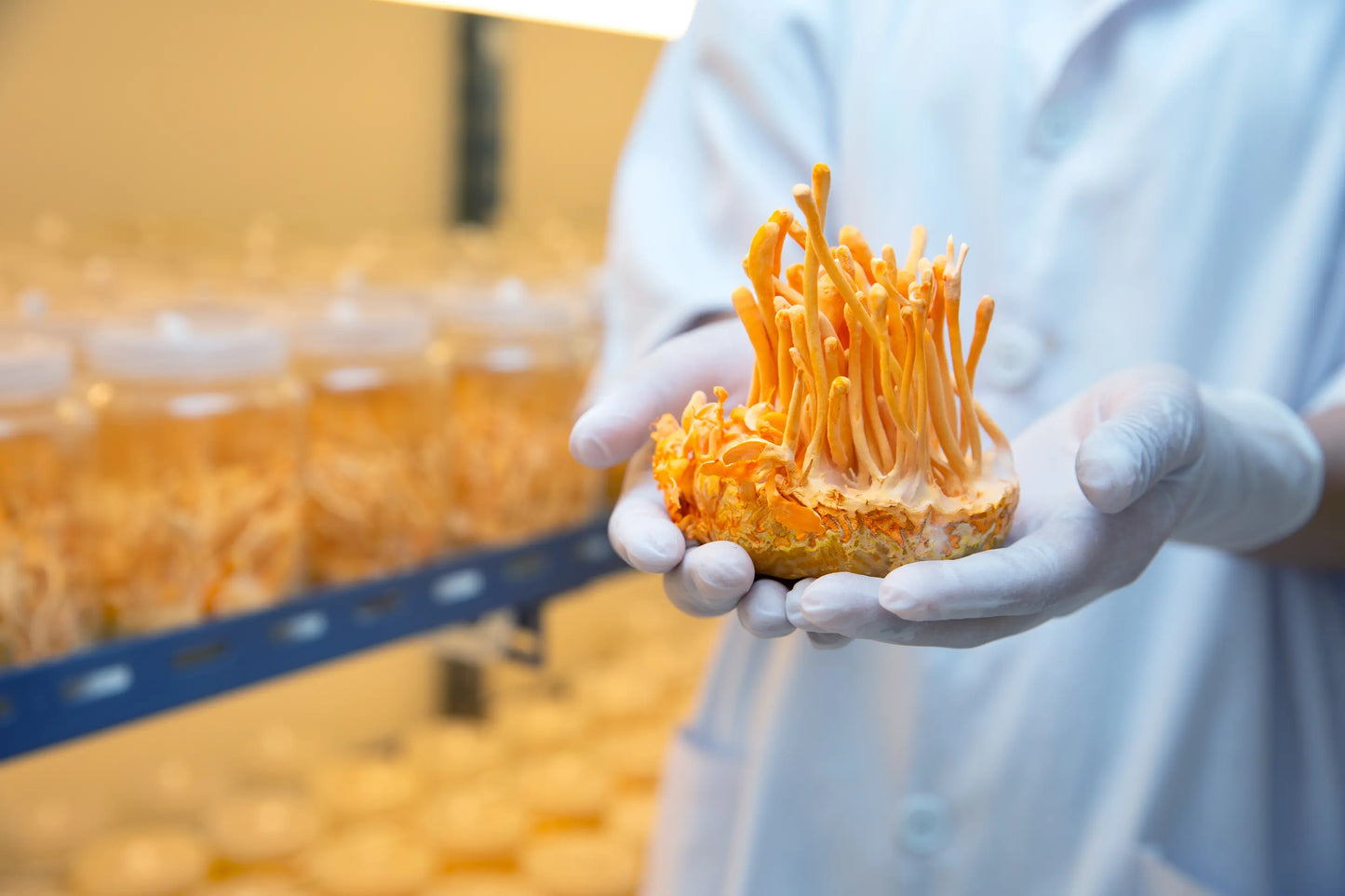 Cordyceps militaris