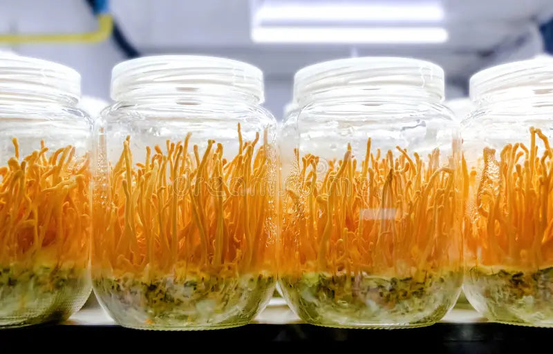 Cordyceps militaris
