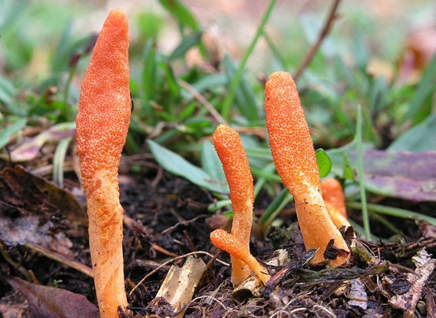 Cordyceps militaris