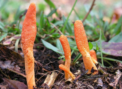 Cordyceps militaris