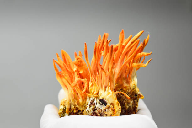 Cordyceps militaris
