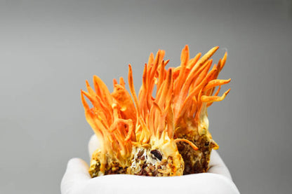Cordyceps militaris