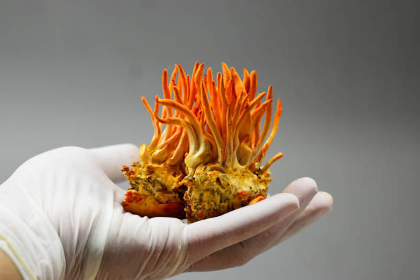 Combo Adaptógeno: Melena de León, Cordyceps y Ashwagandha