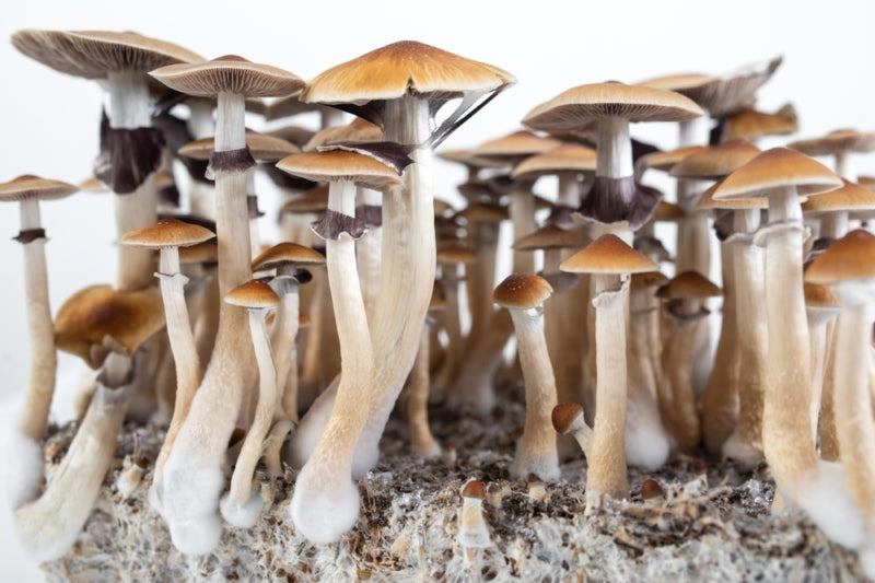 Psilocybe cubensis